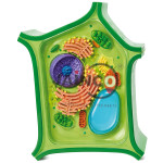 Plant Cell