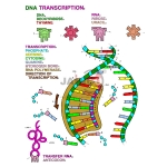 DNA Transcription Model