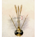 Anopheles Head Male Female Model