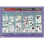 Key to Identifying Dispersal of Fruits and Seeds