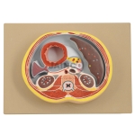 Abdomen Section Model