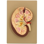 Kidney Section Model