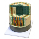 Dicotyledon Stem Column