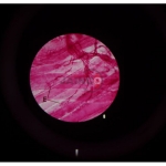 The Reflex Arc Microslide