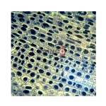 Microbiology and Genetics Prepared Slide