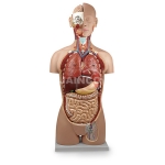 Human Torso Model (Life Size)