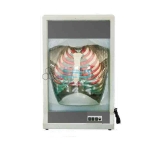 Human Respiration Model