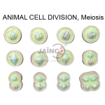 Animal Meiosis Model