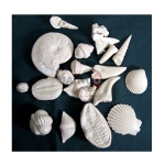 Earth History Fossil Reproductions Model