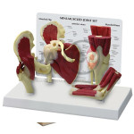 Mini Muscle Joint Model