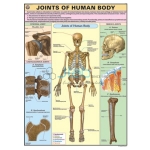 Joints of Human Body Chart