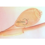 Phthirus Pubis Egg Adult Model