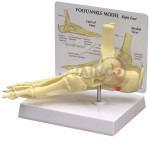 Human Foot Model