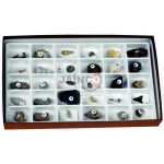 Advanced Fossil Collection