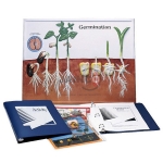 Germination Model