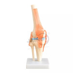 Knee Joint Model