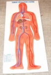Human Circulatory System Model