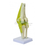 Knee Joint Model