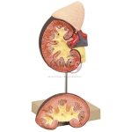Kidney with Adrenal Gland Model
