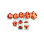 Development Process for Fetus