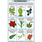Leaf Modification Chart