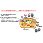 Bacterial Genome An Replication Model